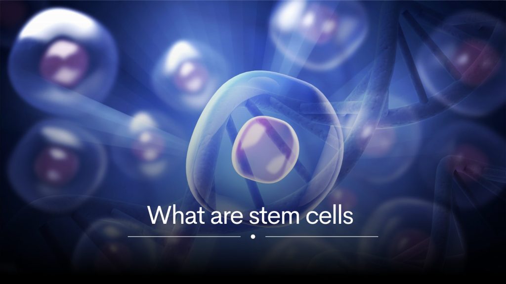 What are stem cells?